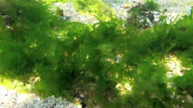 光合作用海水下景观绿色藻类海底浒苔石莼铈海湾敖德萨黑色的海