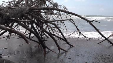 太平洋海岸树树干下降了水宽海滩黑色的火山石头奥运国家公园美国华盛顿