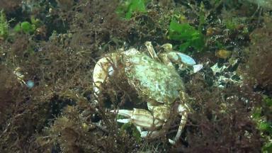 蟹吃游泳蟹macropipus霍尔萨图斯飞行蟹荚蒾属黑色的海敖德萨湾