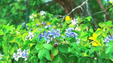 木材<strong>简历</strong>蓝色的白色花盛开的花园