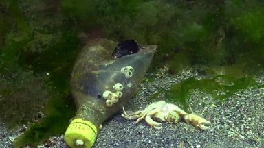 塑料瓶海杀手海鱼动物塑料碎片环境污染死亡水生居民黑色的海乌克兰
