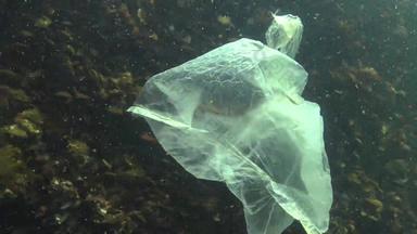 塑料袋海杀手海鱼动物塑料碎片环境污染死亡水生居民黑色的海乌克兰