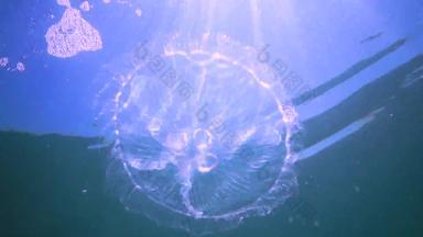 黑色的海动物奥雷利亚奥里塔月亮果冻月亮水母常见的水母飞碟果冻