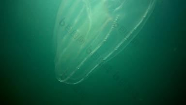 栉水母门动物梳子入侵者黑色的海水母助记符莱迪乌克兰北部部分黑色的海