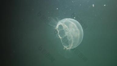 水母浮动水列奥雷利亚奥里塔被称为常见的水母月亮水母月亮果冻飞碟果冻广泛研究了物种属奥雷利亚