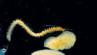 海洋多毛纲的蠕虫沙蚕属涡虫黑色的海