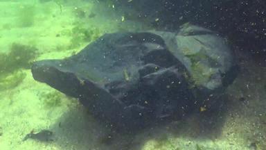 黑色的塑料袋海杀手海鱼动物塑料碎片环境污染死亡水生居民黑色的海乌克兰