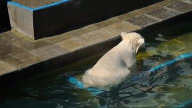 极地熊幼崽玩水