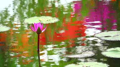 反射莲花粉红色的花<strong>蓬勃发展</strong>的池塘雨秋天叶子