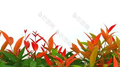 克里斯蒂娜年轻的红色的叶子growinig雨季节白色背景