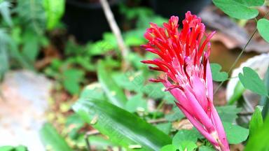 <strong>凤梨</strong>科植物红色的颜色花布鲁姆花园