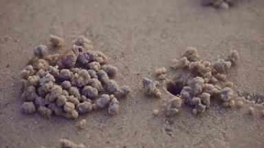 小螃蟹使沙子球海滩日落