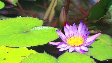 反射莲花紫色的花<strong>蓬勃</strong>发展的池塘雨秋天叶子