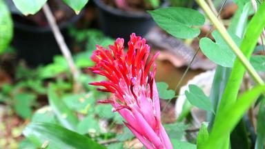 凤梨科植物红色的颜色花布鲁姆夏天花园