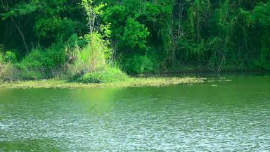 绿色树湖波水表面