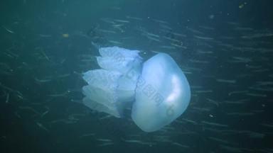 浮动<strong>厚度</strong>水黑色的海rhizostoma表示“肺”一般桶水母frilly-mouthed水母