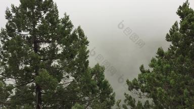 松柏科的树背景白色早....雾山全景视图山松树有雾的阴霾高地景观