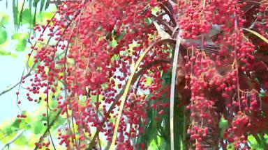 红色的棕榈种子日益增长的前树花园雨季节