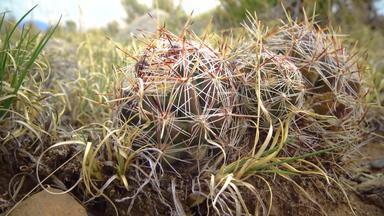 多汁的植物escobaria科罗拉多州仙人掌伟大的沙子沙丘国家公园科罗拉多州美国