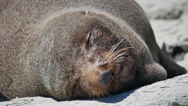 皮毛密封睡眠热太阳凯库拉海滩南岛