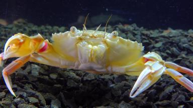 媒介拍摄肖像游泳蟹macropipus霍尔萨图斯黑色的海