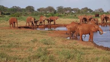 很多红色的大象水潭肯尼亚