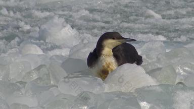 包括黑工资加维亚arctica鸟<strong>冻结</strong>浮动冰<strong>冻结</strong>黑色的海乌克兰