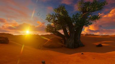 日落单Baobab树