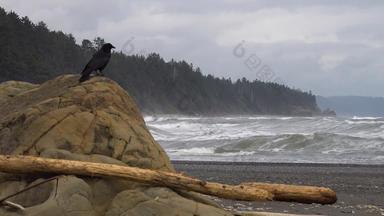 海岸太平洋大黑色的鸟坐在岩石苍蝇框架奥运国家公园美国华盛顿