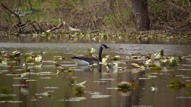 加拿大鹅布兰塔黄花鸟浮动湖叶子水百合第四臂美国