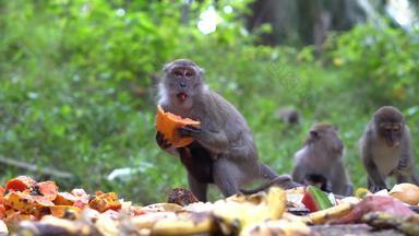 猴子妈妈。带婴儿吃水果