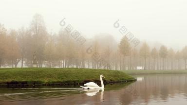 秋天多雾的早....湖Schwerin城堡公园鹅天鹅鸭子游泳水雾水