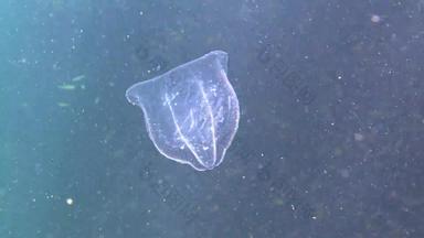 栉水母门动物掠夺性梳子水母入侵者黑色的海水母beroe卵圆形的吞噬助记符莱迪