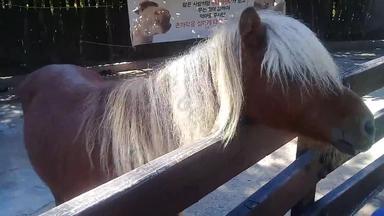 美丽的年轻的小马<strong>白色头发</strong>农场公共公园
