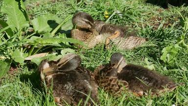 野鸭鸭子家庭睡眠植物花园克赖斯特彻奇