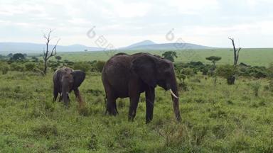 大象妈妈。小腿可爱的婴儿大象小腿挂成人大象非洲大象群喂养家庭大象移动野生动物稀树大草原肯尼亚非洲