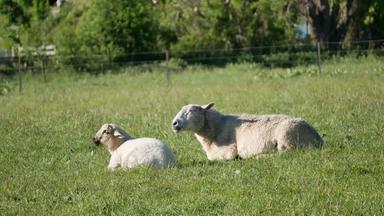羊肉羊放牧休息吃草仍然小镇