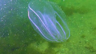 栉水母门动物梳子<strong>入侵</strong>者黑色的海水母助记符莱迪黑色的海