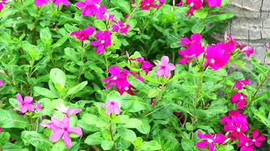 粉红色的品红色的madagasca小长春花玫瑰小长春花绿色叶子花园