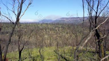 空中镜头飞行树森林再生bushfires区域澳大利亚