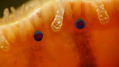 小蓝色的眼睛触角地幔双壳类软体动物光滑的扇贝flexopecten格拉伯庞蒂库斯黑色的海