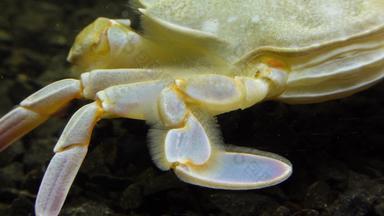 平腿蟹游泳蟹macropipus霍尔萨图斯黑色的海