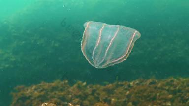 栉水母门动物掠夺性梳子水母<strong>入侵</strong>者黑色的海水母beroe卵圆形的吞噬助记符莱迪