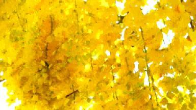金淋浴<strong>桂皮</strong>瘘黄色的花盛开的花园