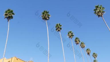 手掌这些洛杉矶加州美国<strong>夏季</strong>审美圣诞老人莫妮卡威尼斯海滩太平洋海洋清晰的蓝色的天空标志性的棕榈树大气贝弗利山好莱坞共鸣