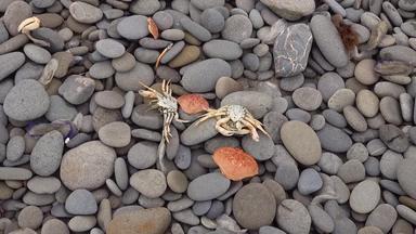 贝壳螃蟹鹅卵石风暴排放太平洋海岸奥运国家公园曼联州华盛顿