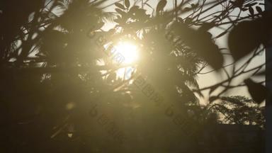 早....阳光未来树叶子太阳隐藏树模糊森林布什林地环境前景轮廓回来基斯明亮的阳光美自然摘要主题背景卷镜头