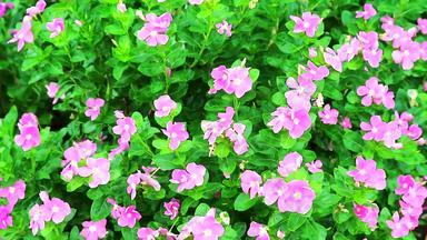 光粉红色的白色madagasca小长春花玫瑰小长春花绿色叶子花园