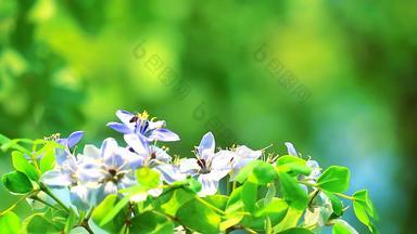 木材<strong>简历</strong>蓝色的白色花盛开的花园蜜蜂发现花蜜