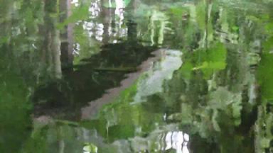 鲤鱼鱼池塘热带花园